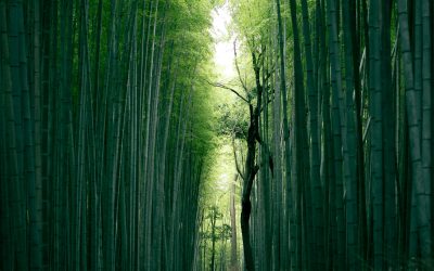 How to Incorporate Sustainable Materials in Your Home