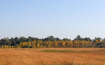 How to Choose the Perfect Lot for Your Custom Home