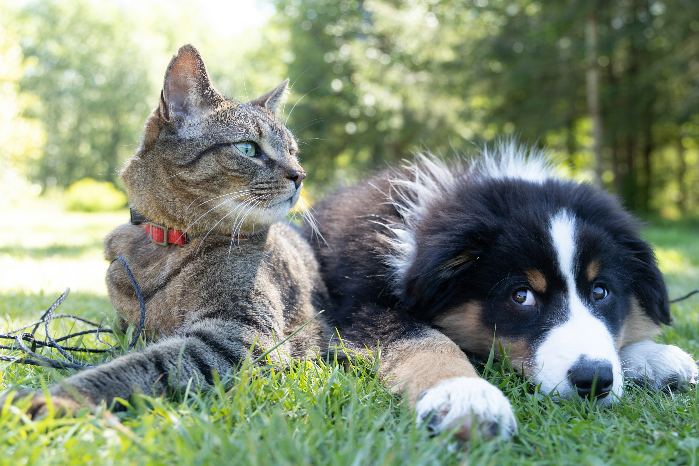 How to Design a Pet-Friendly Home